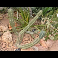Cereus stenogonus (fam Cactacees) (Argentine, Bolivie, Paraguay) (1)